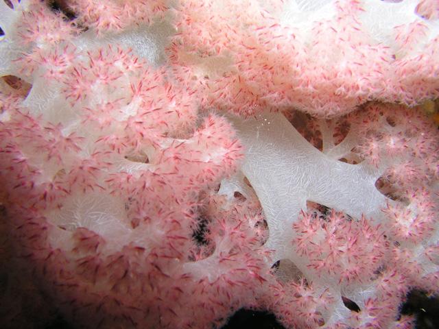 Cat’s Meow - Soft coral