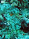 Clown in bubble coral