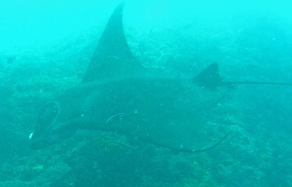 Manta point - Mantaray,  Bali 2008