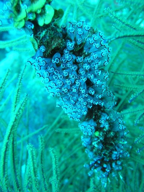 Last Chance reef - tunicates