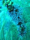 tunicates - LatitudeAdjustment