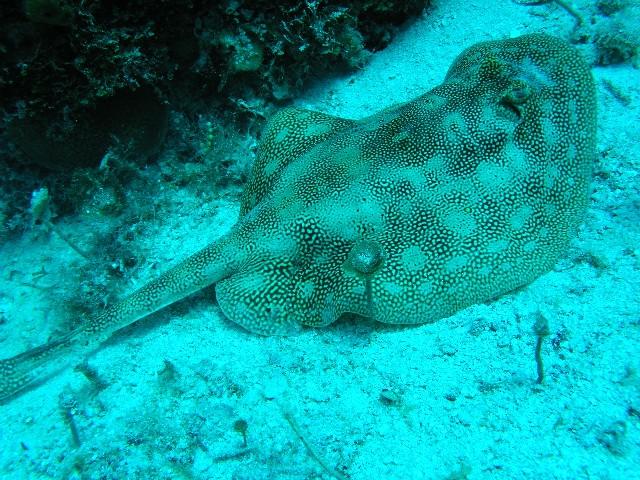 Last Chance reef - Yellow stingray