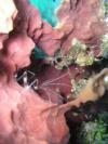 Last Chance reef - Shrimp in a sponge