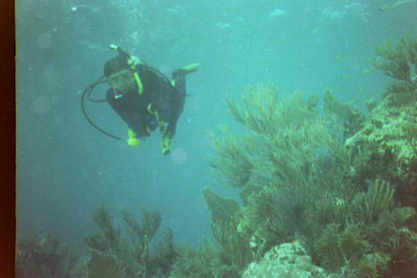 Virginia reef, Biscayne National Park - Holly over reef