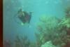 Virginia reef, Biscayne National Park - Holly over reef