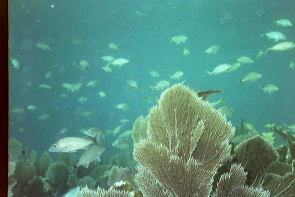 Virginia reef, Biscayne National Park - Over the reef