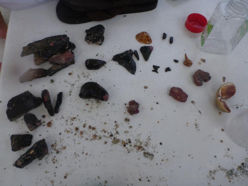 "The Boneyard" - Teeth, Fossils and Shells we found 8-13-11