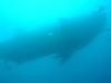 Darwins Arch - Whaleshark, Darwin Is. Galapagos 2005