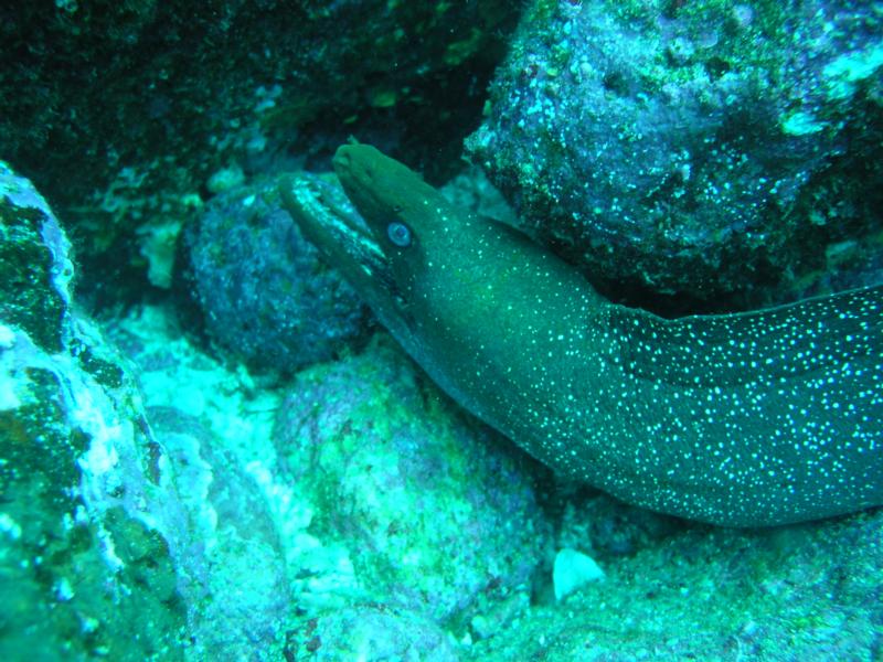 Landslide, Wolf Island - Morays here come out during the day