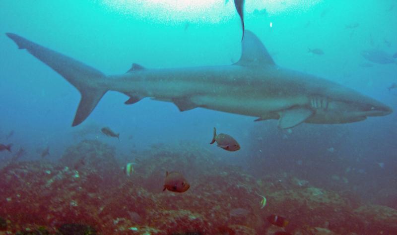 Landslide, Wolf Island - Galapagos shark