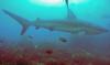 Landslide, Wolf Island - Galapagos shark