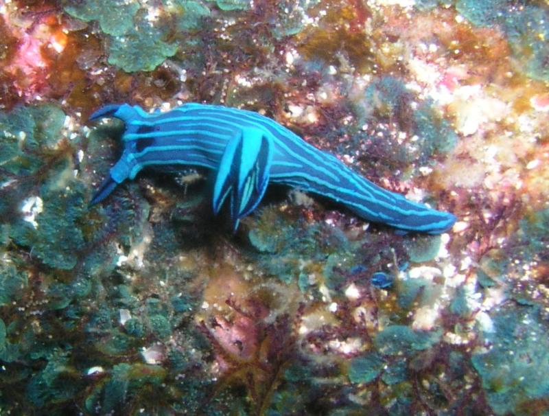 Cousins Rock, Santiago Island - Galapagos nudi