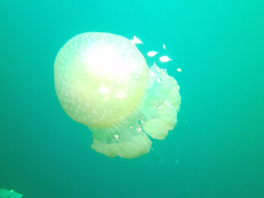 Puerto Rico - JellyFish in PR