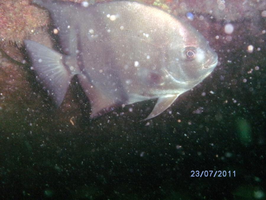 Goldfinch Reef - Spadefish