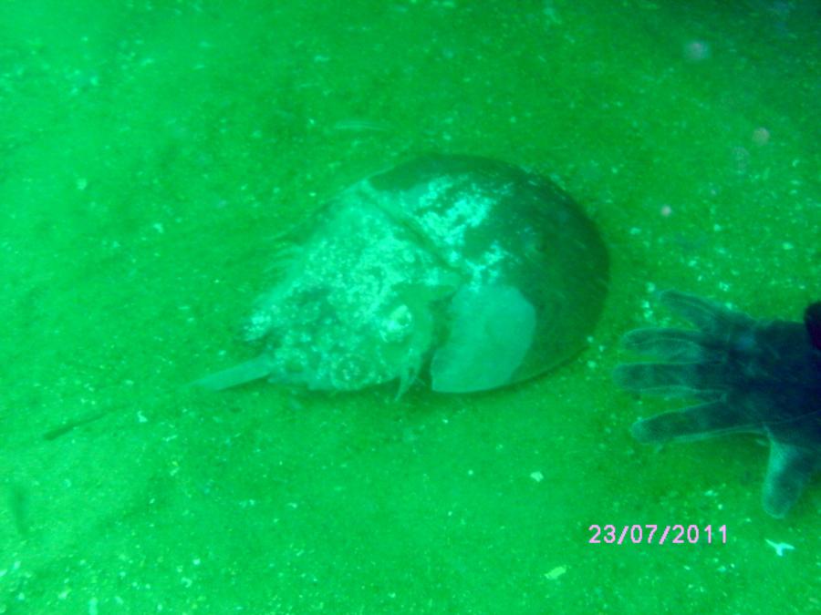 Goldfinch Reef - Horseshoe Crab