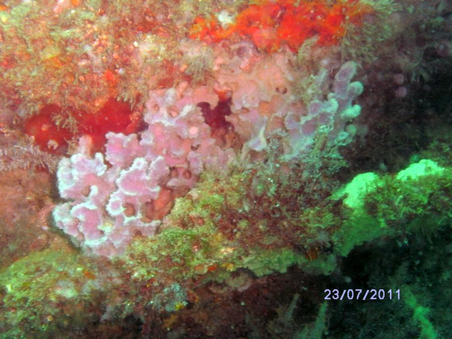 Goldfinch Reef - Coral