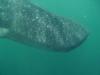 Dolphin Excursions - Whale Sharks