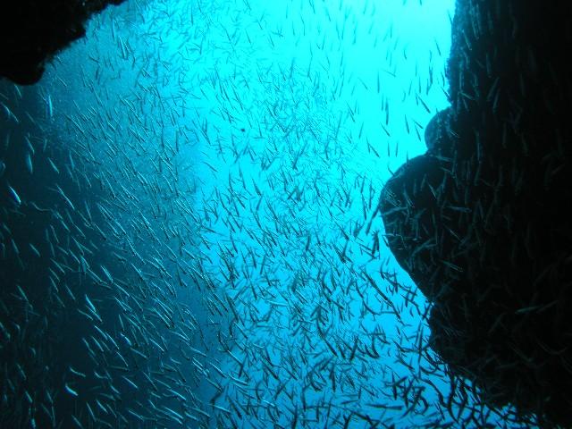Silversides, Cay Sal Bank - Looking out of the swim thru