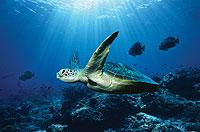 Adventure Aquarium - Turtle