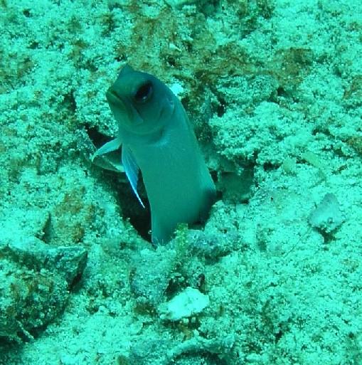 Big Hole - Jawfish