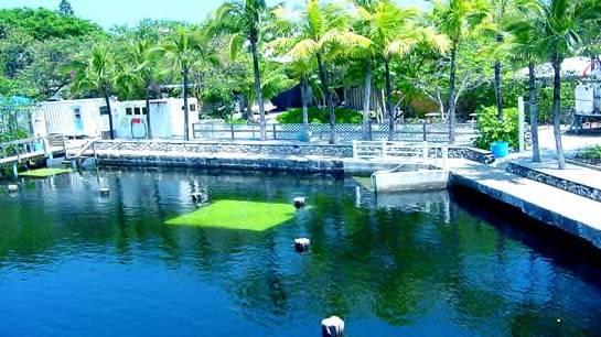 Emerald Lagoon/Jules Undersea Lodge - View of the lagoon