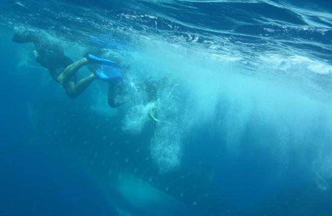 Silver Garden - Whaleshark on our way in