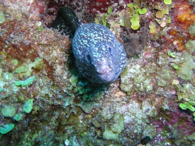 Insidious reef aka Enchanted Forest - Spotted moray