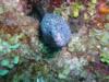 Spotted moray