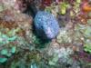 Insidious reef aka Enchanted Forest - Spotted moray