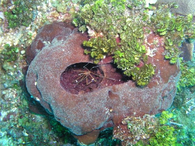 Insidious reef aka Enchanted Forest - Arrow crab in a sponge