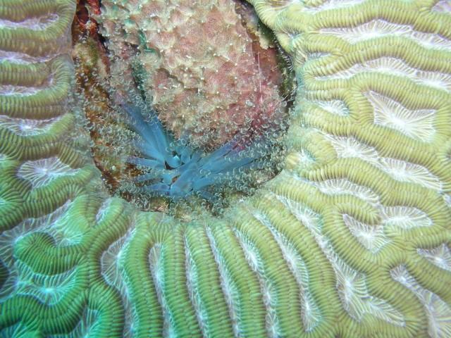 Insidious reef aka Enchanted Forest - Corkscrew in a brain coral