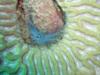 Corkscrew in a brain coral