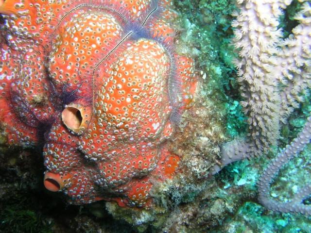 Insidious reef aka Enchanted Forest - Brittlestar on a sponge