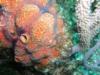 Insidious reef aka Enchanted Forest - Brittlestar on a sponge
