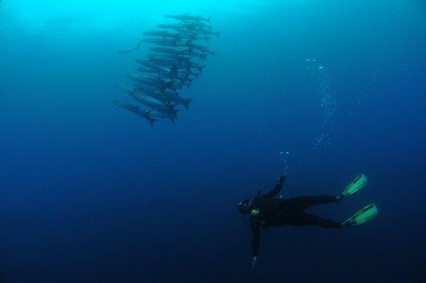 Maman, Anini-iy, Nogas Island - Barracudas and Diver