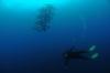 Maman, Anini-iy, Nogas Island - Barracudas and Diver