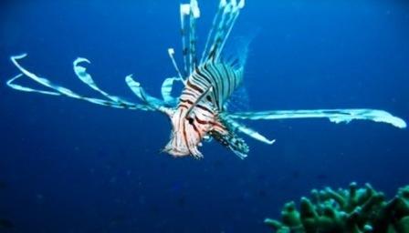 Maman, Anini-iy, Nogas Island - Lionfish