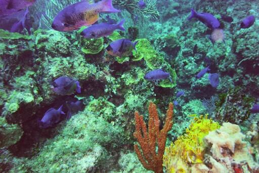 Tuna Alley - Creole wrasse