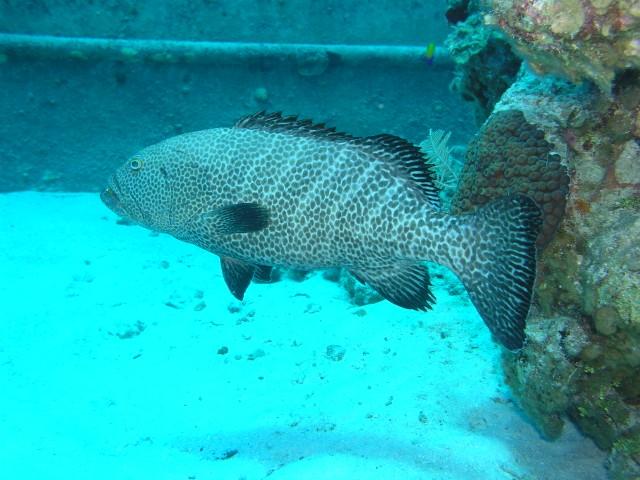 Sunset Reef/House reef - Grouper at the wreck