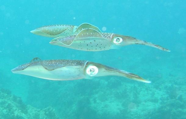 Sunset Reef/House reef - Squid school