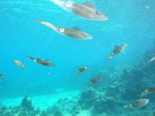 Sunset Reef/House reef - Squid in the shallows