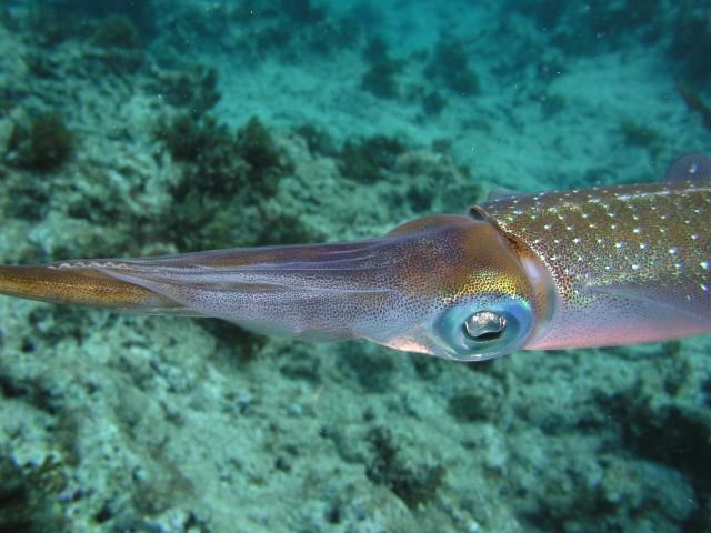 Sunset Reef/House reef - Squid eye