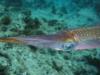 Sunset Reef/House reef - Squid eye