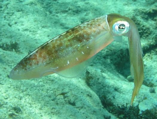 Sunset Reef/House reef - Did I mention there were squid?