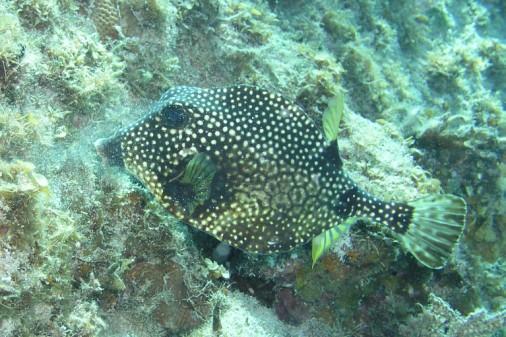 Sunset Reef/House reef - Trunk looking for dinner