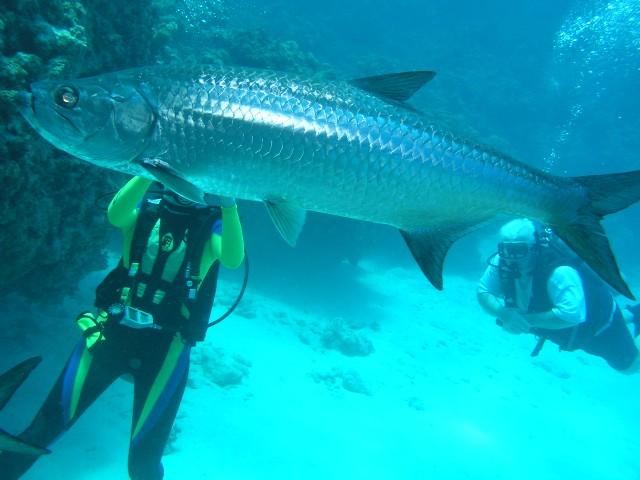 Cheese Burger - Tarpon