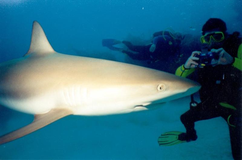 Blackbeards Cruise aka Pirates Lady - Shark Feeding day