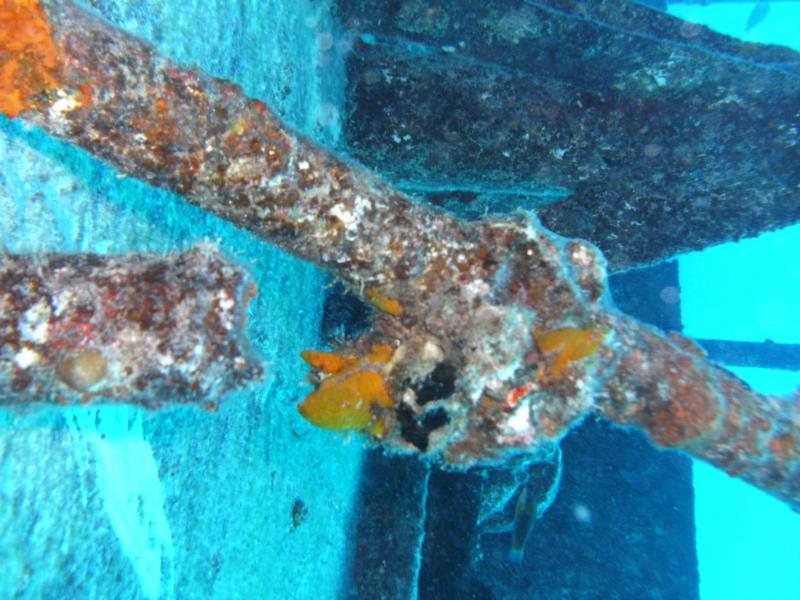 WWII Landing Craft - Coral on LCU