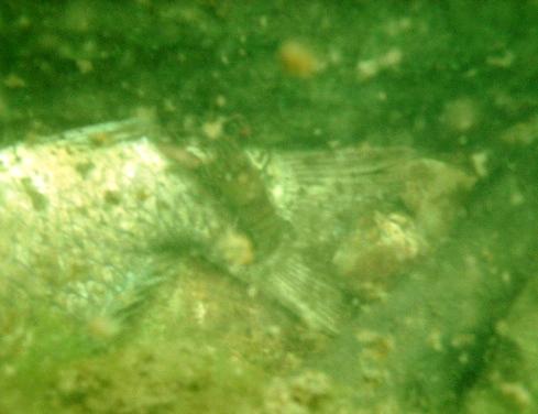 Beaver Lake - Crawfish