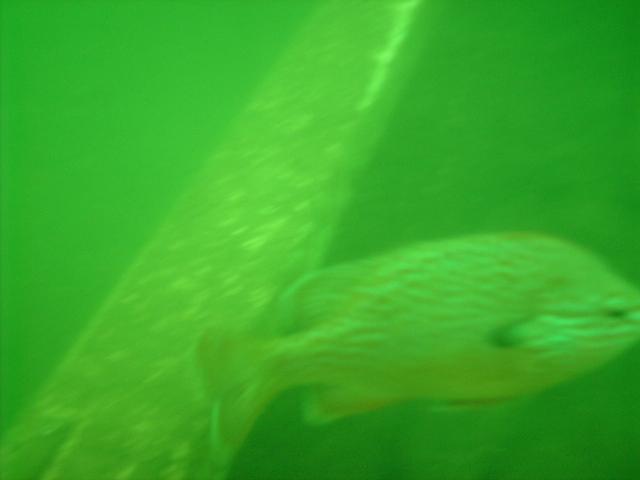 Beaver Lake - Fish at Beaver Lake Arkansas